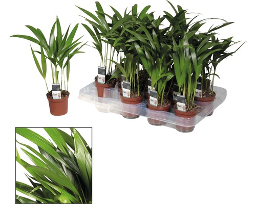 Kantoor- en kamerpalm in potten op een pallet