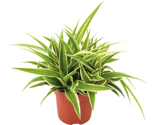 FLORASELF® Graslelie "Chlorophytum Comosum Ocean" potmaat Ø 10,5 cm