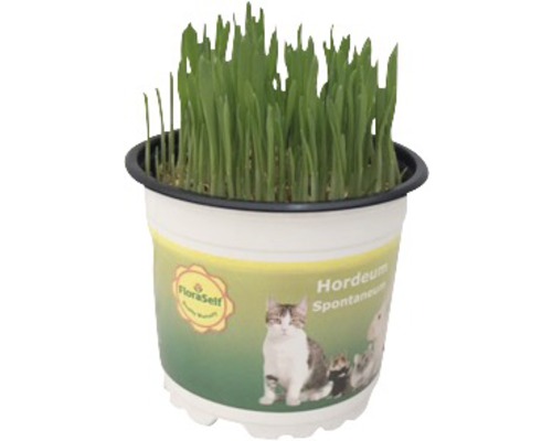 FLORASELF® Tarwekiem Kattegras "Triticum Aestivum" potmaat Ø 12 cm H 15-17 cm Kattengras in pot