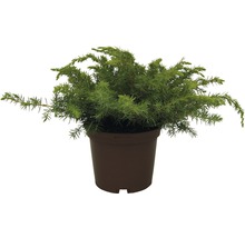Jeneverbesplant in pot
