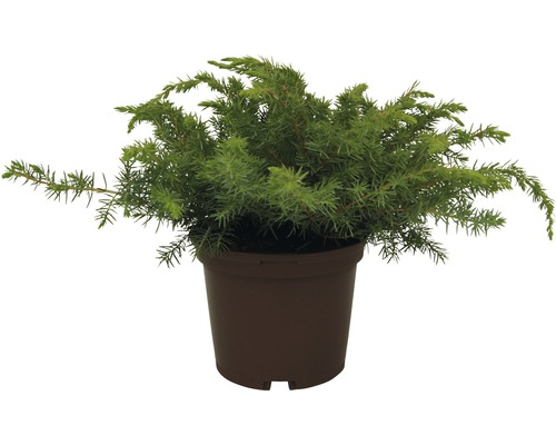 FLORASELF® Jeneverbes Juniperus 'Blue Pacific' potmaat Ø17 cm