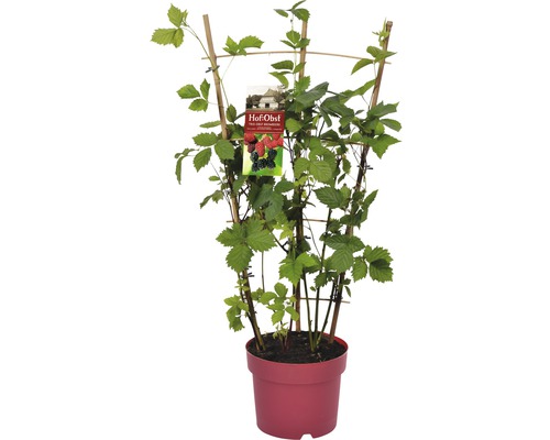 Braambessenplant in pot met klimhulp
