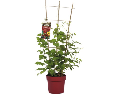 Frambozenplant in pot met klimhulp