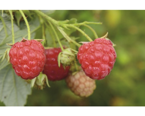 HOF:OBST Fruitstruik Rubus idaeus 'Tula Magic'® potmaat Ø 20 cm H 30-40 cm Close-up van frambozen aan de struik