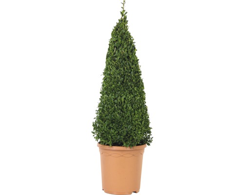 Kegelvormige buxus in een pot
