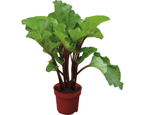 Rabarberplant in pot