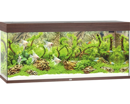 Aquarium met vissen, planten en decoratieve achterwand