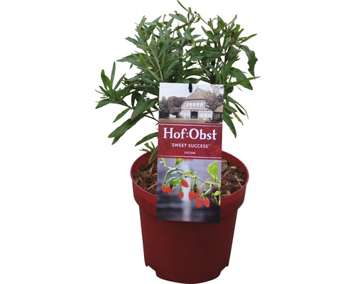 Gojibes ''Sweet Success'' in pot