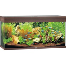 Decoratief aquarium met vissen, planten en stenen