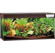 Ingericht aquarium met vissen, planten en stenen