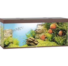 Aquarium met vissen, planten en stenen