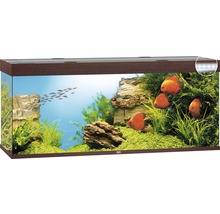 Ingericht aquarium met vissen, planten en decoratie