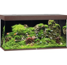 Ingericht aquarium met vissen en planten