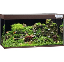 Juwel aquarium met planten en vissen