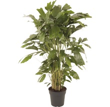 FLORASELF Caryota palm Ø27 cm H125 cm