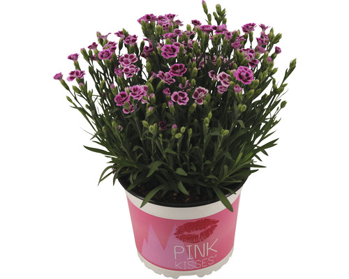 Pink Kisses anjer in pot
