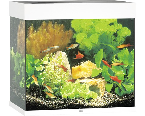 Ingericht aquarium met vissen, planten en stenen