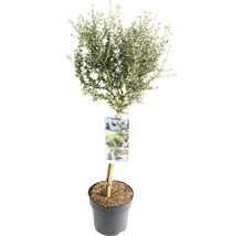 FLORASELF® Amerikaanse sering op stam Ceanothus Puget Blue Blauw
