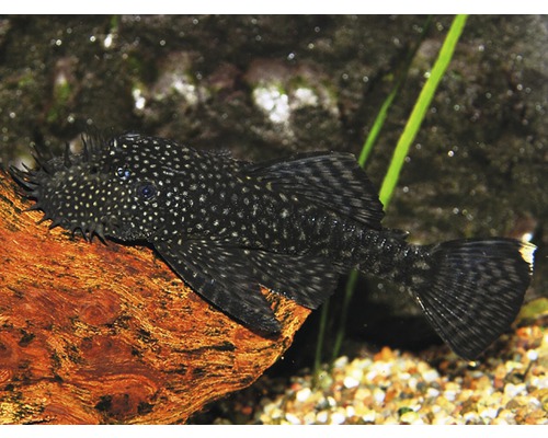 Ancistrus Algeneter S Ancistrus Algeneter S