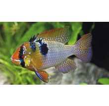 Vlinderbaars in aquarium