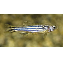 Zebravis
