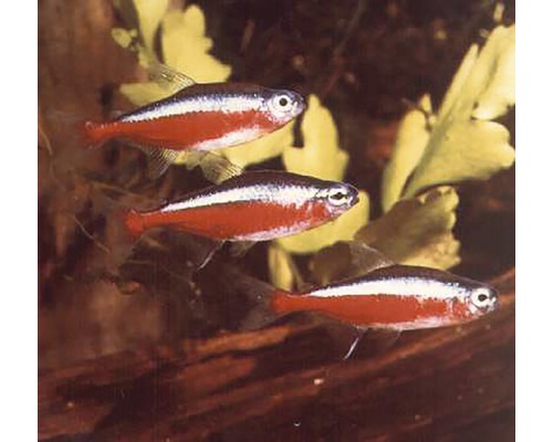 Kardinaaltetra Brazilië XL Kardinaaltetra Brazilië XL