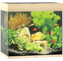 Aquarium met vissen, planten en stenen