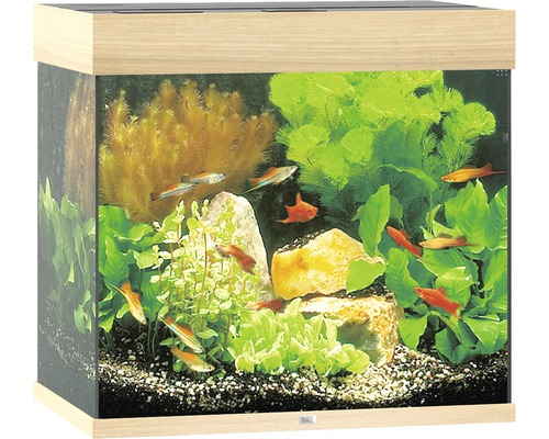 Aquarium met vissen, planten en stenen