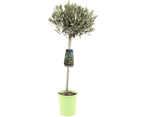FLORASELF® Olijfboom Olea europaea potmaat Ø 21 cm FLORASELF® Olijfboom Olea europaea potmaat Ø 21 cm