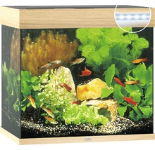 Aquarium met vissen, planten, stenen en verlichting