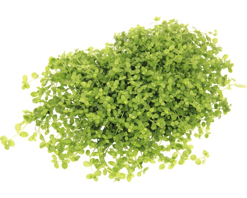 Penningkruid plant in pot