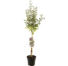 Sierpruim als hoogstam in pot