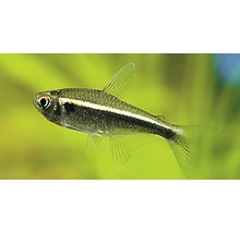 Gloeilichtzalm voor aquarium