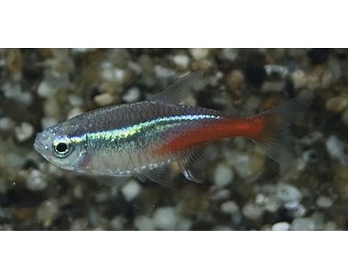 Neontetra M Neontetra M