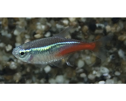 Neontetra L