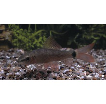 Siamese algeneter in aquarium