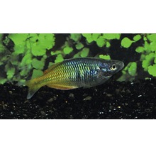 Boeseman's regenboogvis M