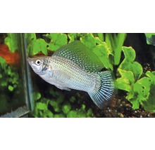 Zilvermolly vis in aquarium