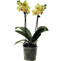 FLORASELF Vlinderorchidee Phalaenopsis-Cultivars potmaat Ø 9.0 cm H 35-45 cm-thumb-0