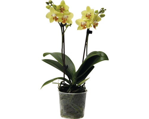 FLORASELF Vlinderorchidee Phalaenopsis-Cultivars potmaat Ø 9.0 cm H 35-45 cm Gele orchidee in transparante pot