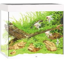 Wit aquarium met vissen, planten en decoraties