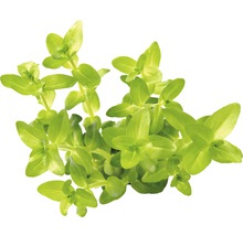 Waterplant