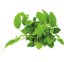 Bovenaanzicht van een groene speerbladplant