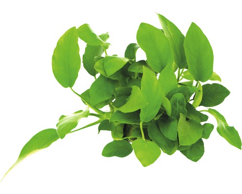 Bovenaanzicht van een groene speerbladplant