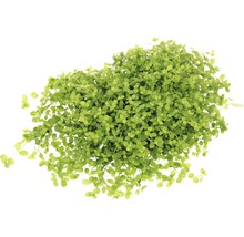 Kussenplant met kleine bladeren