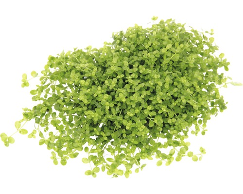 Kussenplant met kleine bladeren