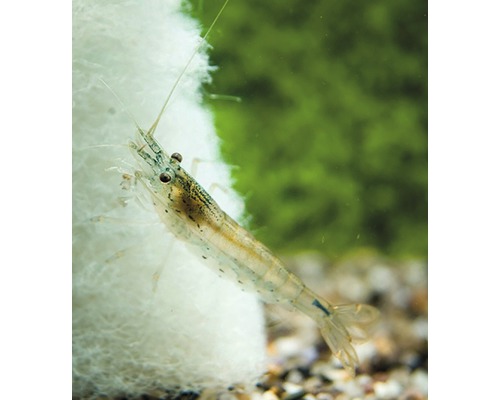 Amano garnaal Japonica M Amano garnaal Japonica M