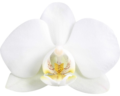 Close-up van een enkele witte orchideebloem
