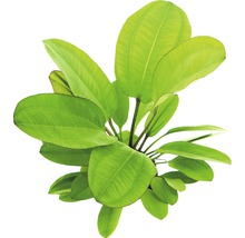 Aquariumplant met brede bladeren