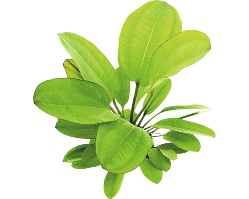 Aquariumplant met brede bladeren